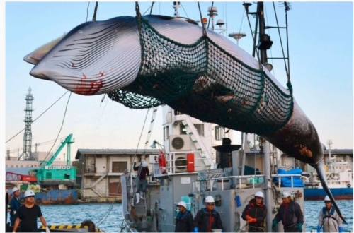 韓国人「捕鯨禁止から脱退した日本の近況」