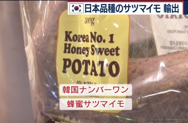 韓国人「韓国が無断で盗んだ日本のサツマイモ」