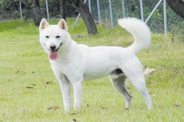 韓国人「韓国固有種の珍島犬が日本の柴犬に比べて微妙な理由」