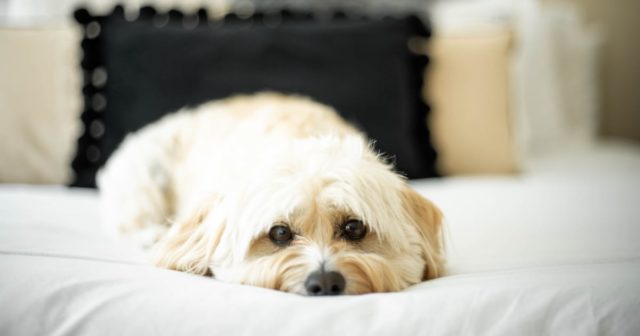 日本の「眠さ限界な犬」が可愛すぎたｗｗｗ【タイ人の反応】
