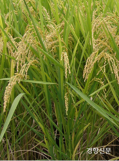 韓国政府「日本品種の米を追い出して韓国米に代替する！秋晴れ・コシヒカリ・ひとめぼれなど」　韓国人「米まで日本に依存してたのか…」