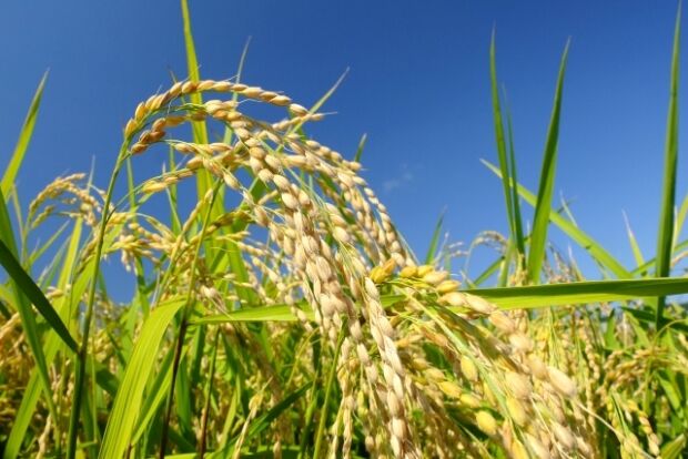 韓国人「日本の米の品種を韓国から追い出す事業推進ｗｗｗｗｗｗｗ」