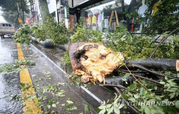 非常に強い台風バービーが済州島に接近…信号機や木が倒れて被害続出＝韓国の反応