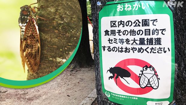 東京の公園からセミが消えた…セミ捕獲禁止の看板まで登場＝韓国の反応