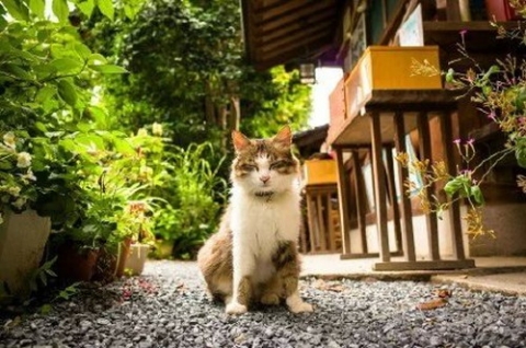 中国人「日本の野良猫は何故あんなに人間社会に溶け込んでるのか」　中国の反応