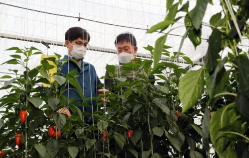 韓国人「グローバル種子戦争が本格化…韓国、日本抜いて世界第5位に上がった」「ヤフーでは韓国が日本の種子を盗んだって」「チョッ○リどうするのこれ」