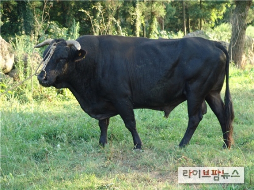 韓国人「済州黒牛が日本和牛よりおいしい理由が科学的に立証される」「和牛は私たちの牛を連れて行って雑種に改良した乞食種」