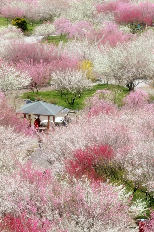 韓国人「百済人が多く渡り住んだ日本・奈良の風景をご覧ください」