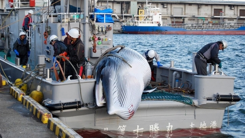 中国人「なぜ日本人が鯨を食べちゃダメなのか論理的に説明できる？」　中国の反応