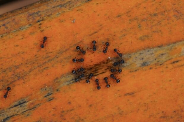 韓国人「アリの団結力のすごさが分かる映像」