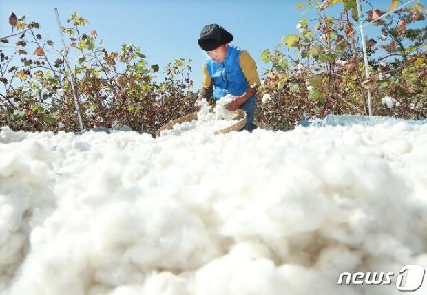 韓国人「グローバルブランドがウイグルの綿を不買する理由」