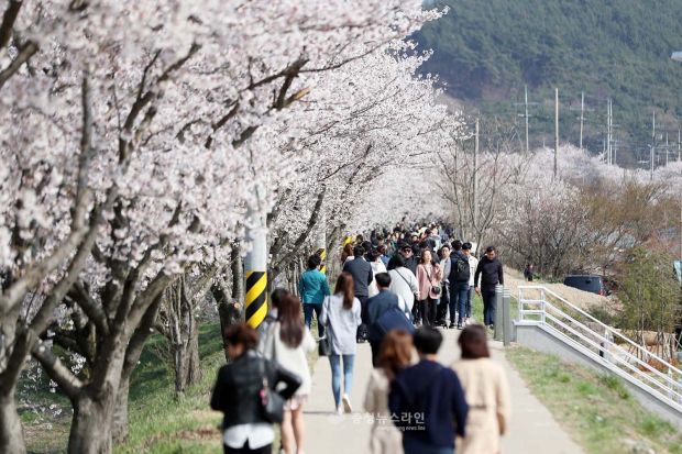 韓国野党議員「日帝残滓の桜を引き抜き、そこにムクゲの木を植える国民キャンペーンをしなければならない」＝韓国の反応