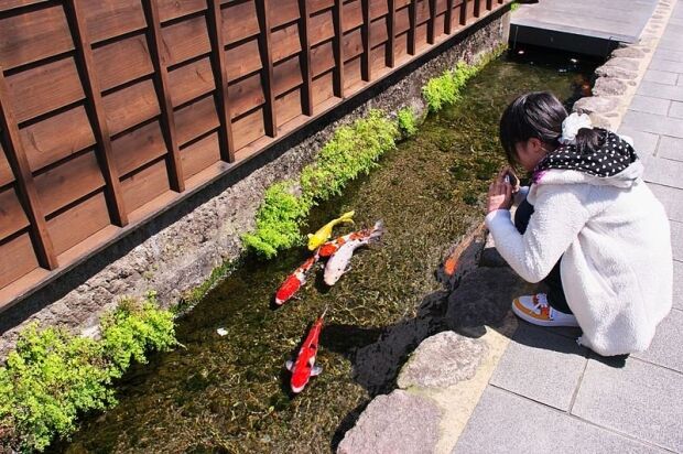 韓国人「どんだけ水がきれいなのか…日本のコイが泳ぐ町を見てみよう」