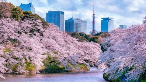 中国人「桜を日本桜と呼ぶのは間違っている。桜の起源は中国」　中国の反応