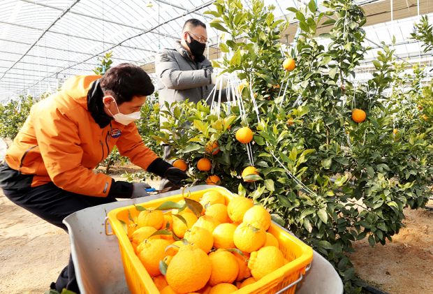韓国人「イチゴにデコポン…これらはすべて日本の品種をロイヤリティも支払わずに盗んできたものｗｗｗｗ」