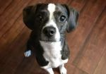 韓国人「犬ではないのに90%の人が犬に見えてしまう写真がこちら」