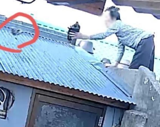 屋根の上に置かれた首なし猫の死体…監視カメラに映った老人の残虐行為＝韓国の反応