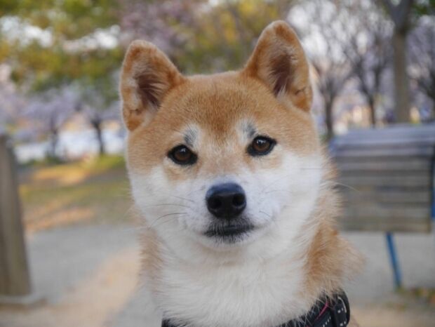 韓国人「斬新な日本の柴犬パンをご覧ください」