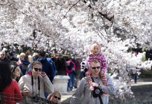 韓国人「米国の桜祭りを非難する韓国メディア」