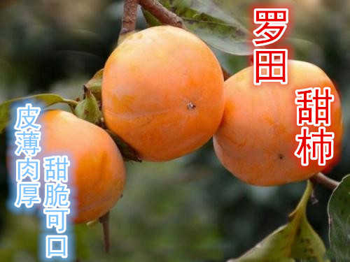 日本人大学講師「君は中国人か、じゃあ『羅田甜柿』を研究しなさい」←中国人「日本人ヤバすぎ…」　中国の反応