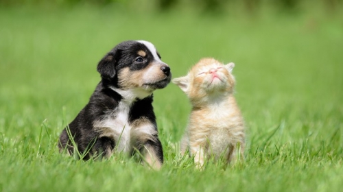 中国人「何で日本人は犬猫を食べないんだ？」　中国の反応