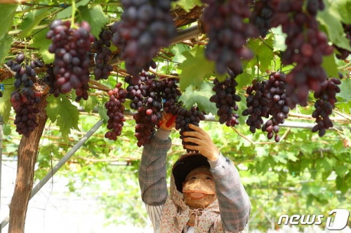韓国人「ついに最強の韓国産ブドウが初流通！シャインマスカット（笑）」