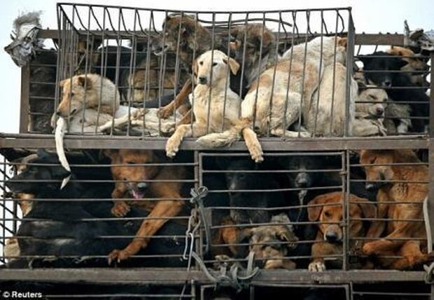 ついに韓国から犬食文化が消えるか…次期大統領候補、犬肉禁止を公約に掲げる＝韓国の反応