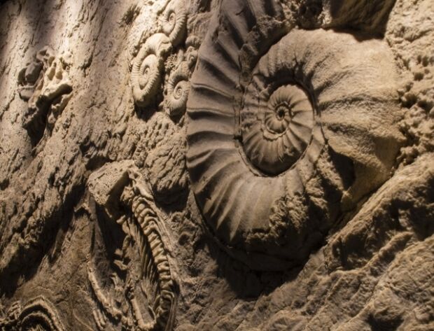 韓国人「豪州で発見された2億8000万年前の不思議な化石」