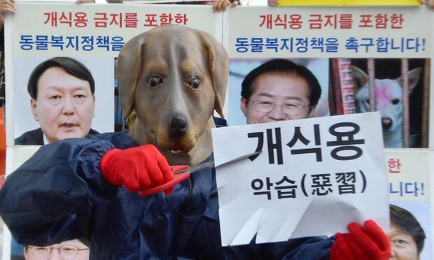 韓国政府「犬肉食用禁止の法制化、現実的に難しい」＝韓国の反応