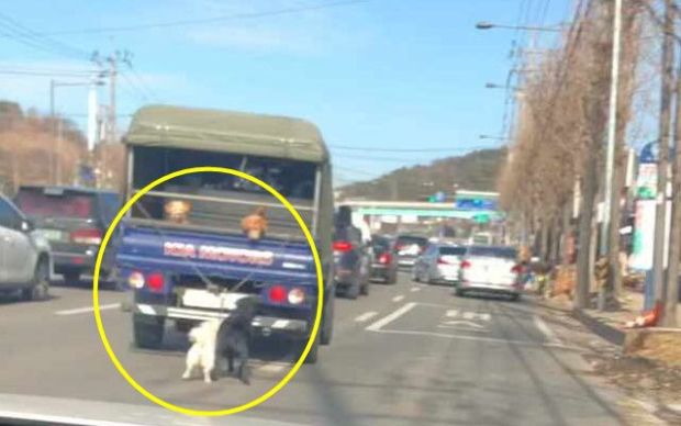 犬2匹を引きずったまま走るトラック…警察が捜査に着手＝韓国の反応