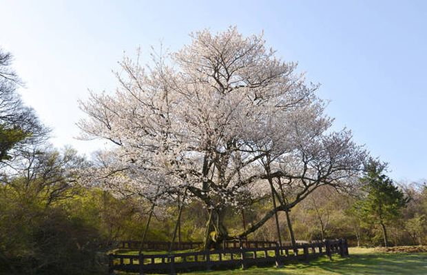 「日本の桜を抜いて、済州の王桜を植えよう」運動始まる＝韓国の反応