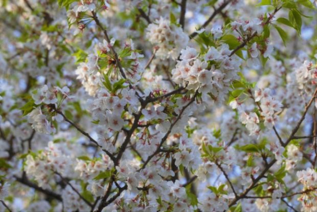 日本種の桜から独立…韓国種の王桜、普及本格化＝韓国の反応