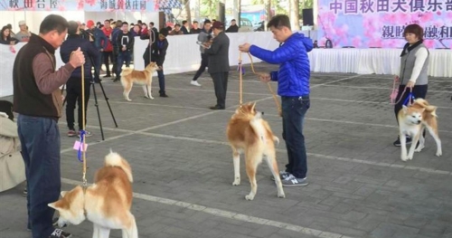 中国人「どうしても秋田犬が飼いたいんだが、いくらくらいするの？」　中国の反応