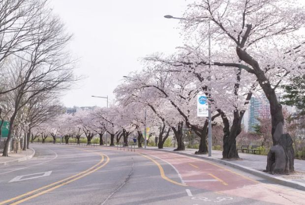 韓国名所の桜は日本産…韓国種の王桜は一本もないことが判明＝韓国の反応
