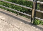 韓国人「村を散策して見かけた生き物を紹介する」