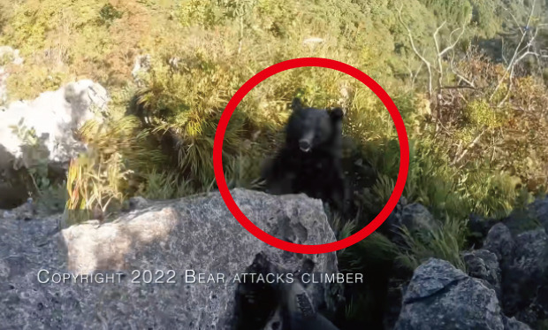 韓国人「登山中にクマと襲われた日本人の動画をご覧ください」