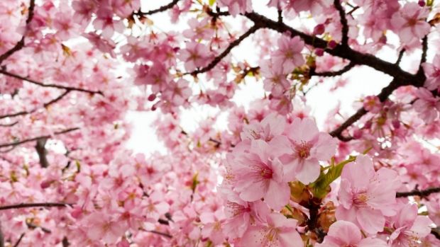 韓国人「韓国と日本の桜並木の違い」
