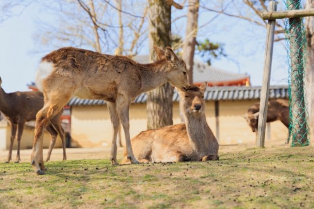 韓国人「日本のおとなしい奈良の鹿が変わってしまった理由」