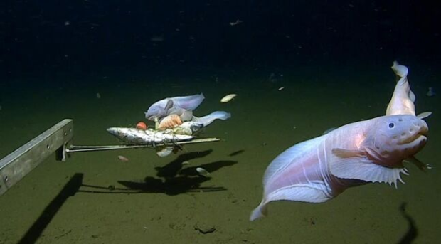 日本の海底8336mに住む「深海魚」このような姿をしている…東京海洋大学などが発見＝韓国の反応