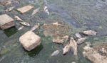 韓国で魚が大量死…その原因が判明＝韓国の反応