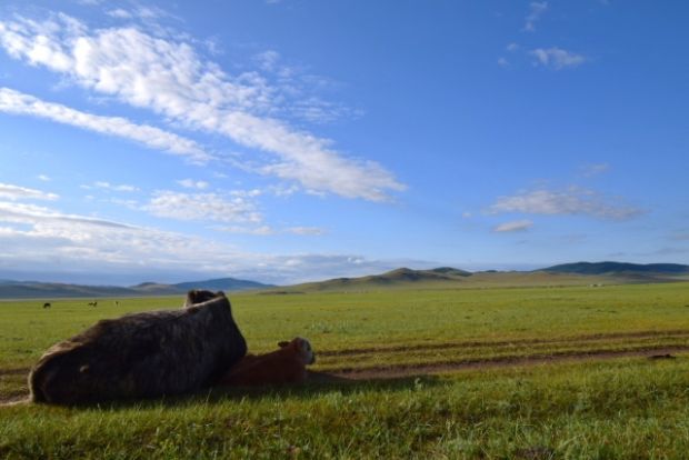 韓国人「モンゴルで体験することができるという草原そり」