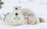 韓国人「野生のクマの家族写真」