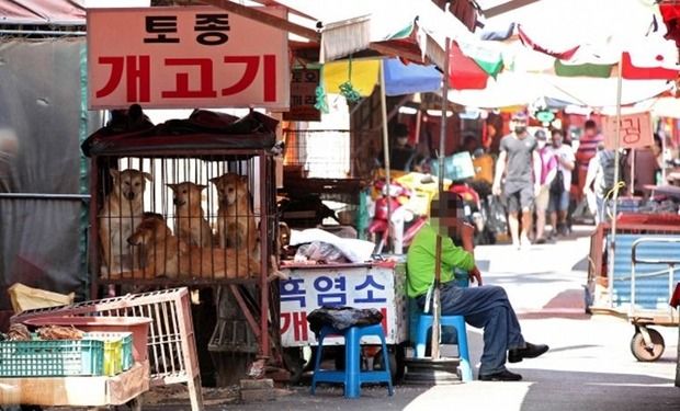 韓国人「大韓民国に唯一残っている犬肉市場」