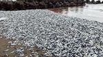 日本の海岸でイワシ大量死…中国で強い関心、なぜ＝韓国の反応