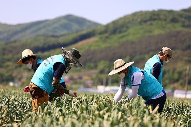韓国人「農村の農繁期の食事量」