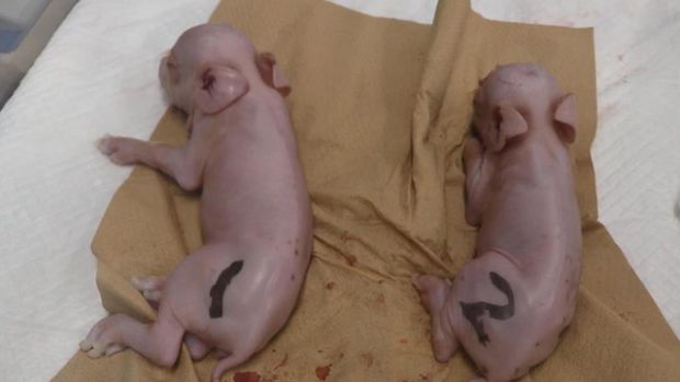 日本で「人体臓器移植用」豚が初めて誕生…今年の夏、猿にテスト＝韓国の反応