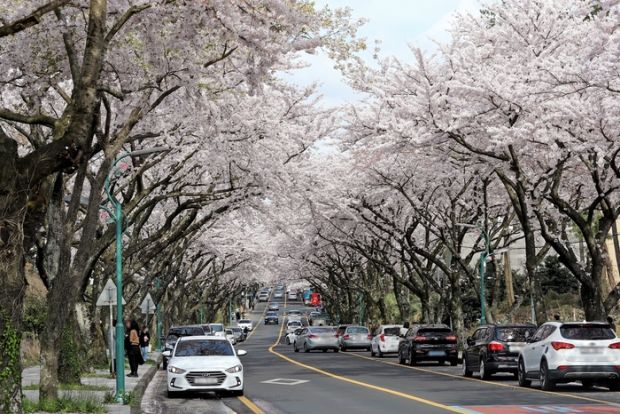 ソウル永登浦区「日本の桜を抜いて韓国の桜を植える」＝韓国の反応